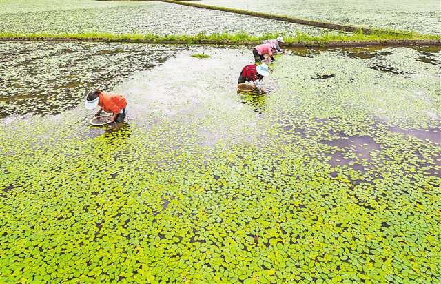 Villagers picking water shields in a field of Shizhu Huangshui Water Shield Base recently