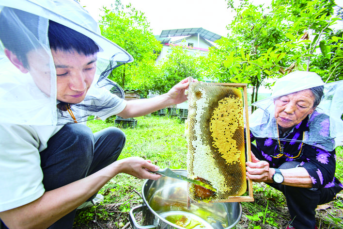 取蜂蜜。记者 冉孟军 摄