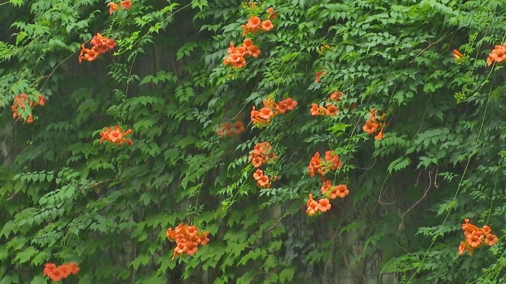 The blooming Chinese trumpet creeper vines (Photographed by Zeng Jing) 