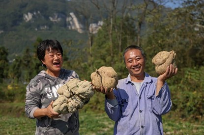 彭水红薯品良质优。李洪卫 摄