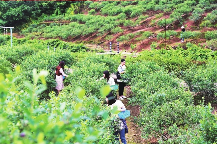 游客在普吉湾蓝莓庄园内采摘蓝莓。 渝北区文旅委供图