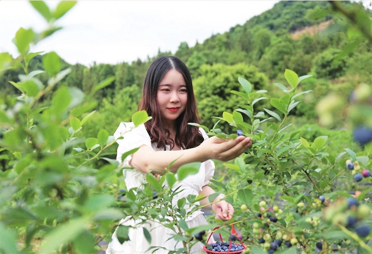 游客采摘蓝莓。渝北区文旅委供图