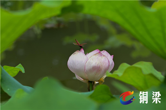 蜻蜓吻荷花。铜梁区融媒体中心供图