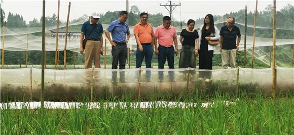 “万企兴万村”建起的稻蛙基地。通讯员 赵武强 摄