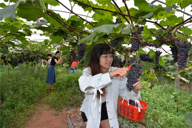 游客們穿梭在葡萄架間，體驗采摘樂趣。通訊員 吳玲 攝