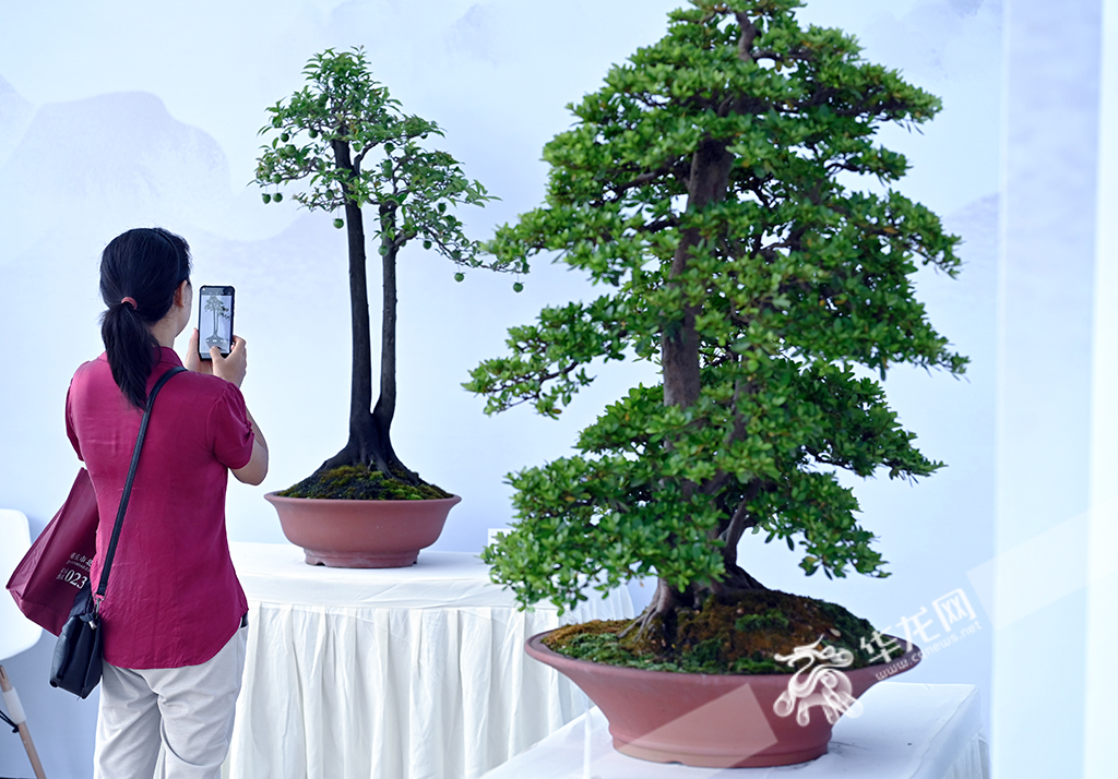 A citizen visiting the flowers and trees exhibition at Jingguan Service Area