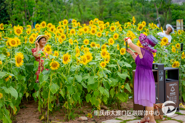 Tourists took photos of the flowers. (Photographed by Zhong Ge from Dadukou Convergence Media Center)