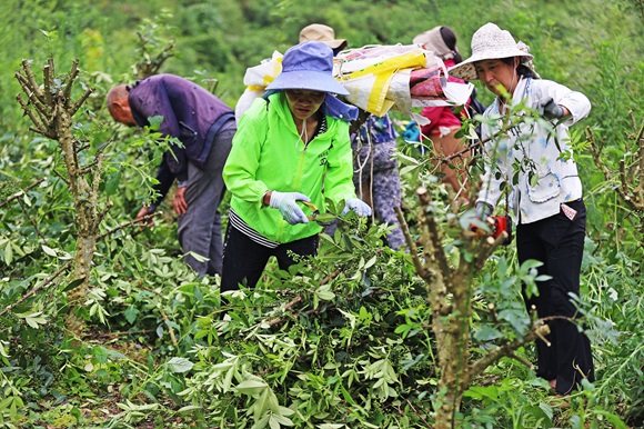 村民们在种植基地采收花椒。通讯员 赵勇 摄