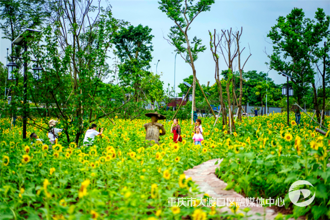 The sunflower field (Photographed by Zhong Ge from Dadukou Convergence Media Center)