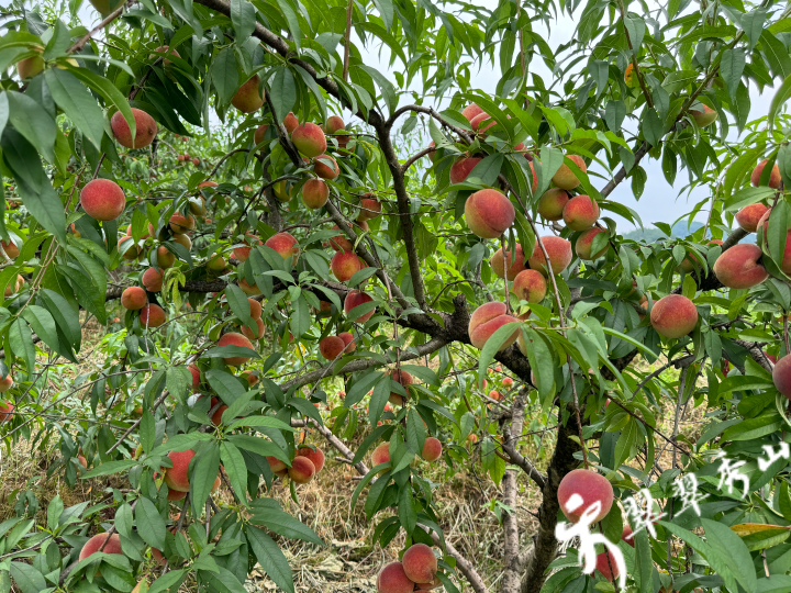 桃树上挂满了鲜桃据了解,桃园地处山区,占地约400亩