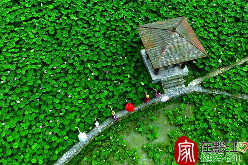 Tourists having a great time among the lotus blossoms ((Photographed by Yang Min from Qianjiang Convergence Media Center)