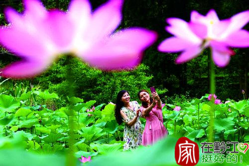 Tourists snapping photos in the lotus field (Photographed by Yang Min from Qianjiang Convergence Media Center)