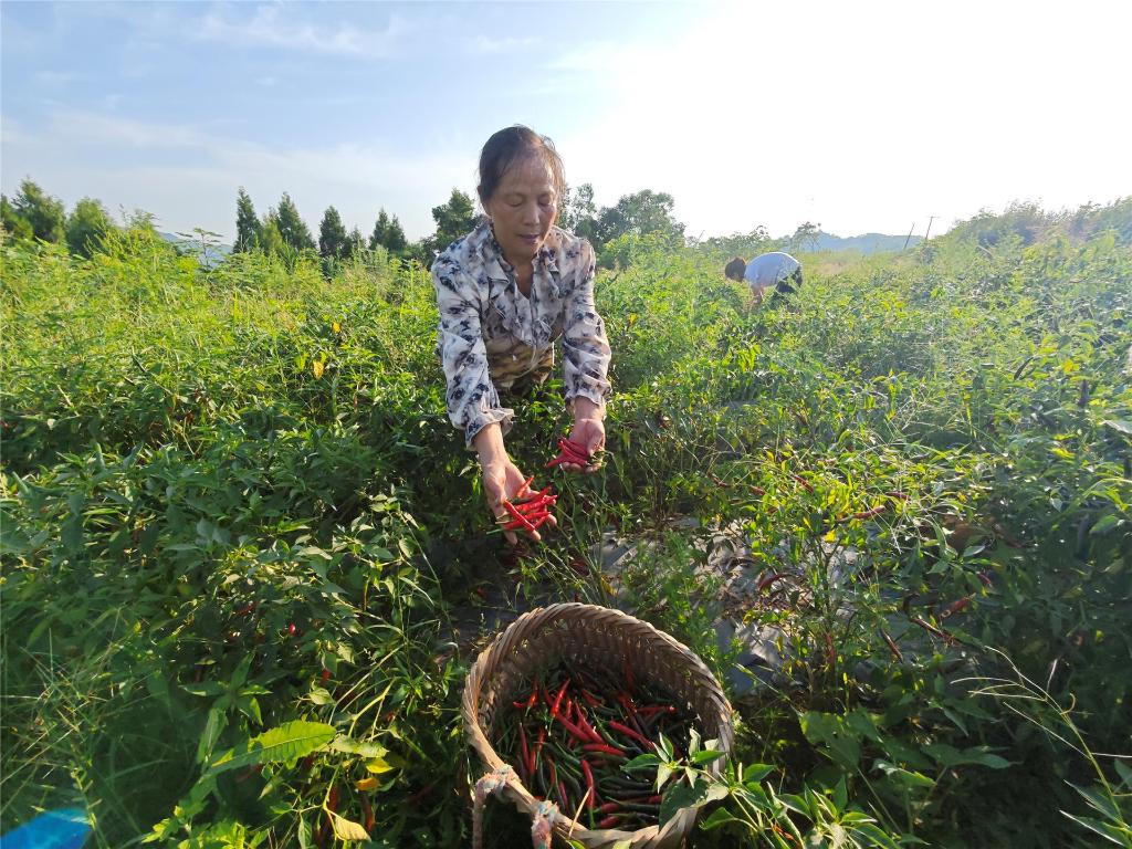 村民采摘辣椒。