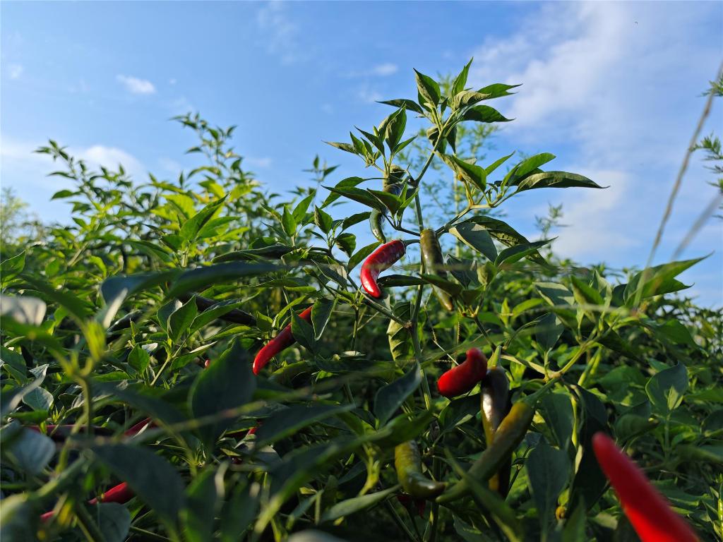 火紅辣椒迎豐收。