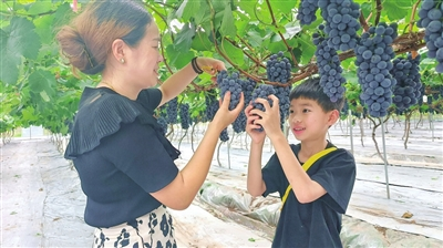 Tourists pickling grapes at Jindai Communication, Jindai Sub-district (Photographed by Sun Shasha)