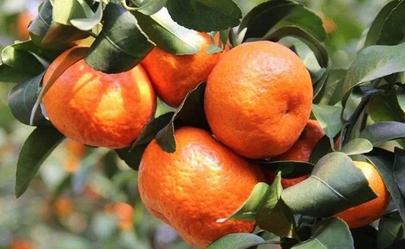 个大饱满的忠橙。忠县果业发展中心供图 华龙网发
