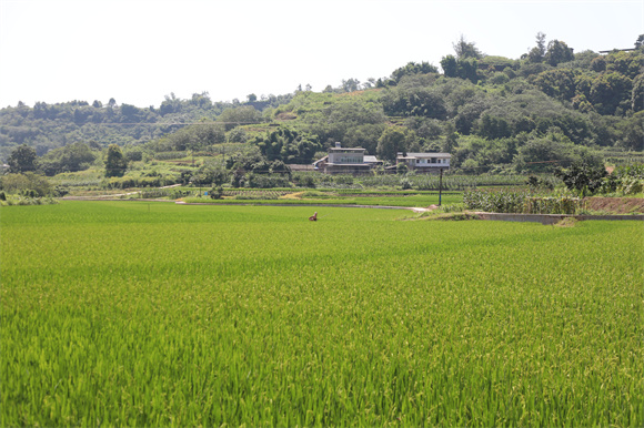 土地村围绕农田蜿蜒铺设沟盖板。白沙镇供图