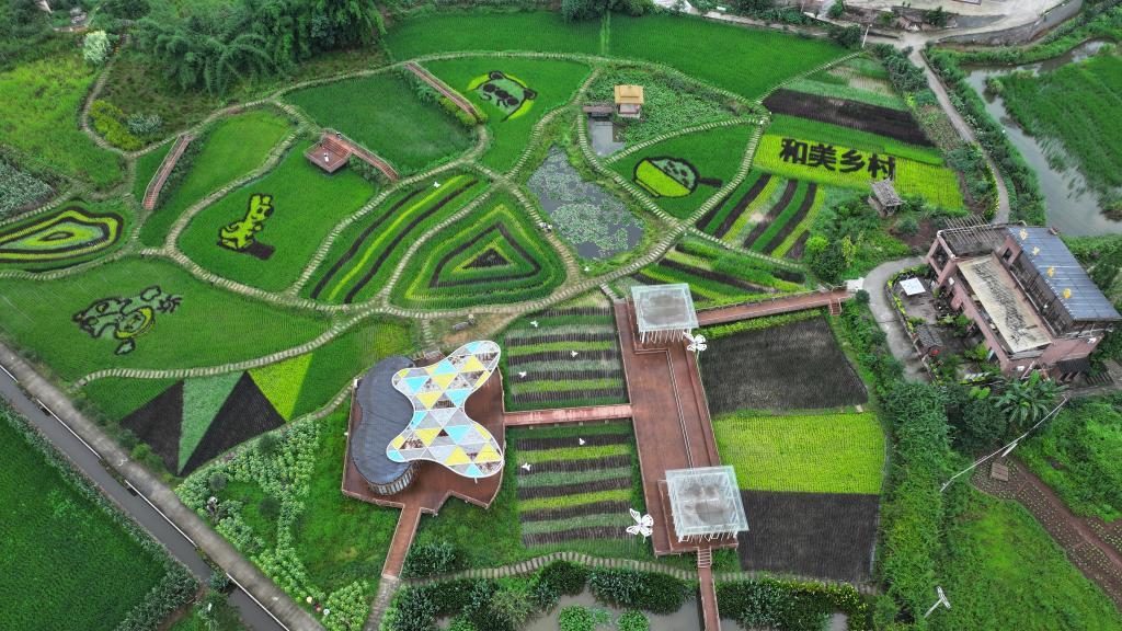 Colorful rice paddies (Photographed by Liu Jiajia) 