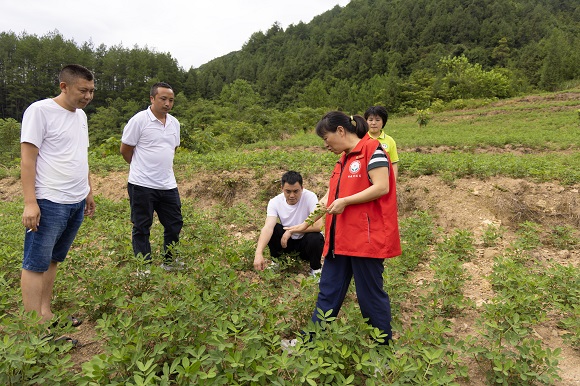 王萍教授实地了解黑花生病虫害情况。李洪卫 摄