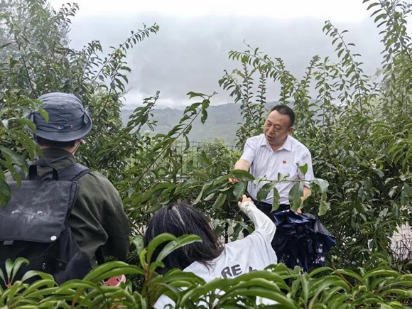 参观石沱镇大山李子园种植基地。涪陵区石沱镇供图