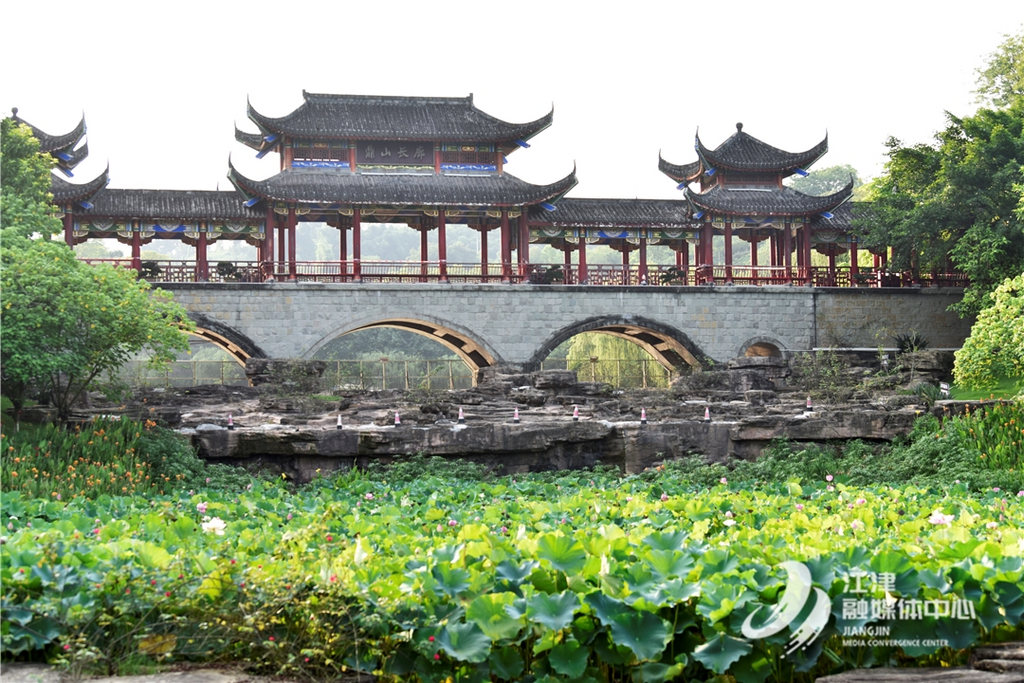 Lotus flowers in Dingshan Park in full bloom