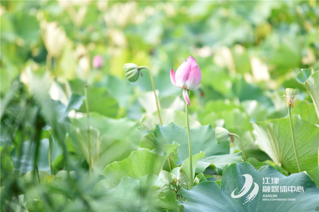 Lotus flowers in full bloom competing with each other for beauty of looks