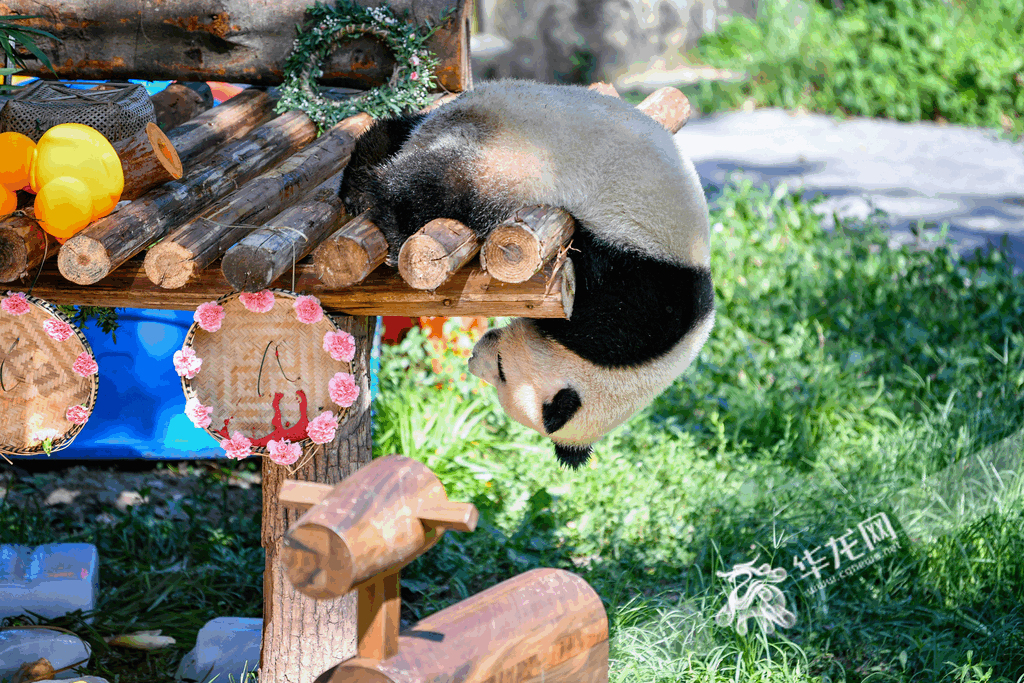 After eating and drinking, a panda was rolling over