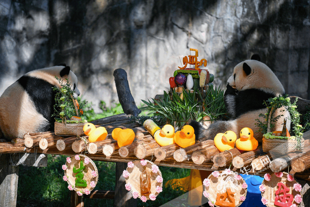 At the birthday party, Chongqing Zoo specially prepared “birthday cake” for them