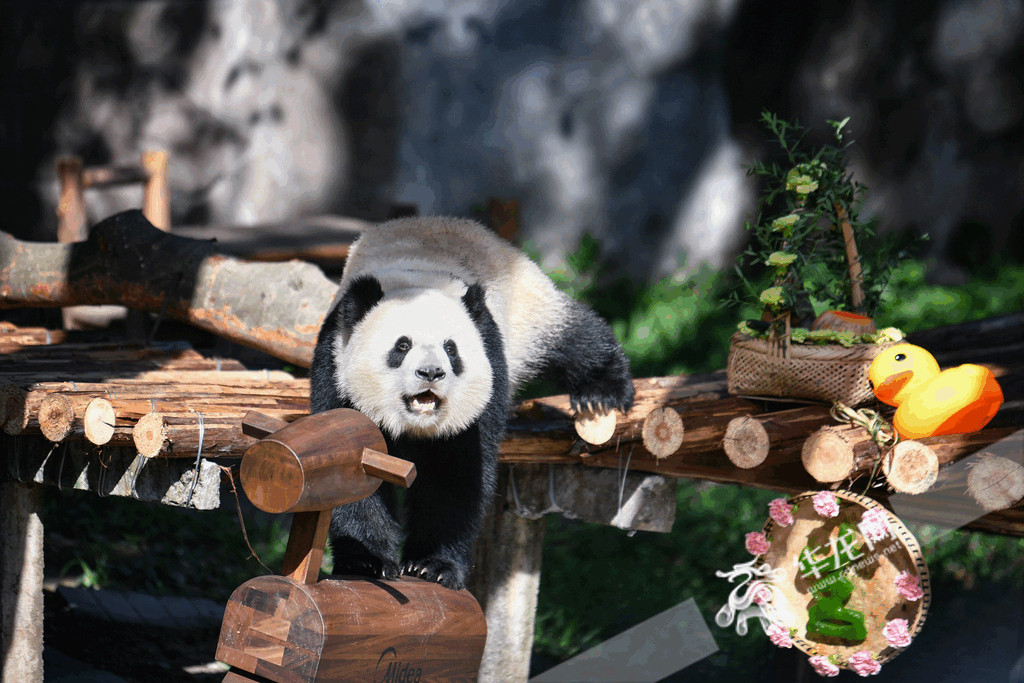 After eating and drinking, a panda was ready to go "downstairs"