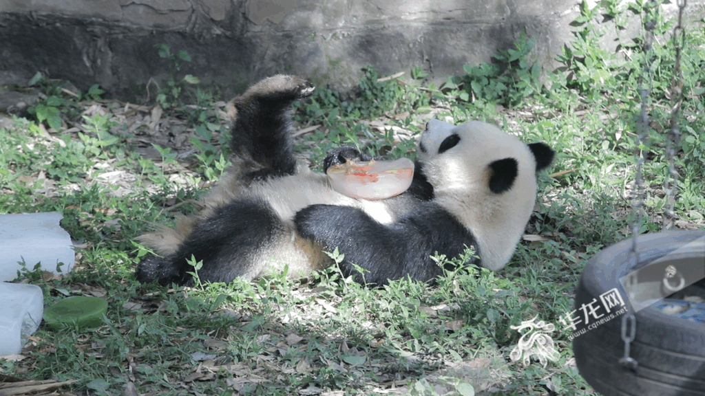 A panda was holding ice cube, with its feet crossed in comfort