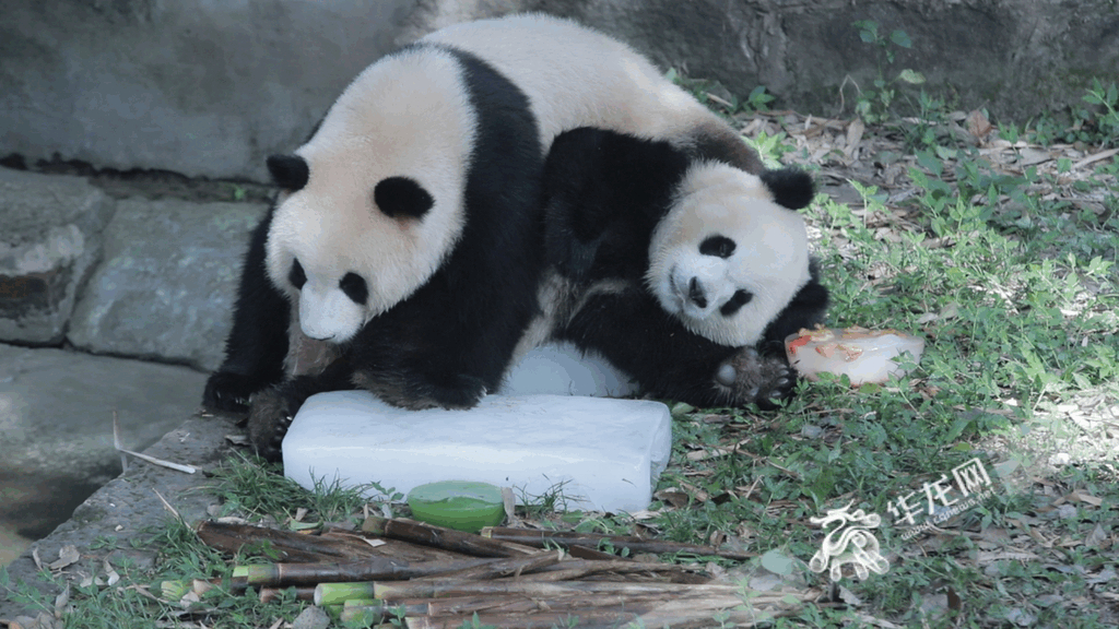 Adorable, pandas jumping on ice