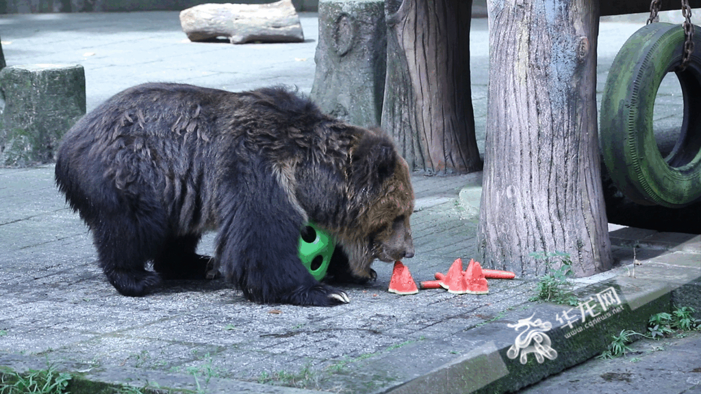 A brown bear was eating watermelon