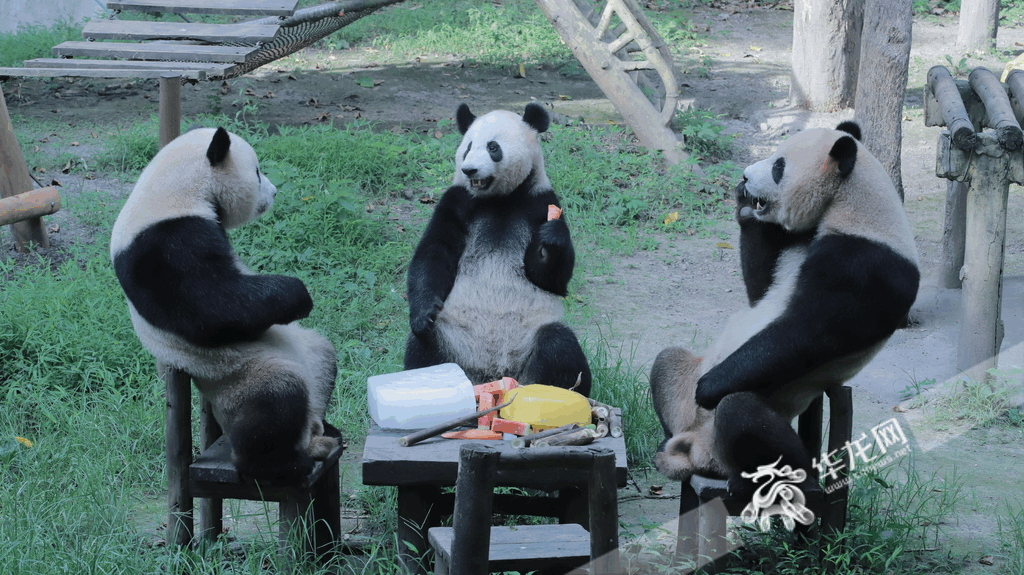 Comfortably, pandas were sitting around and eating chilled watermelon