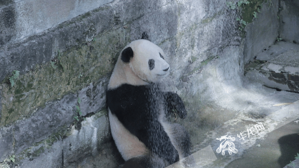 A panda was taking a “cool bath”