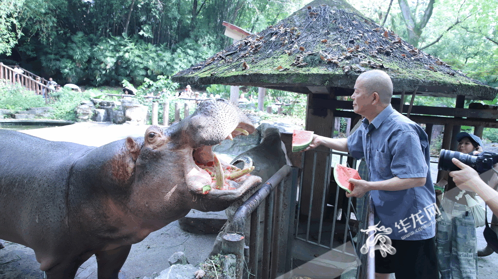 A hippo was being fed watermelon