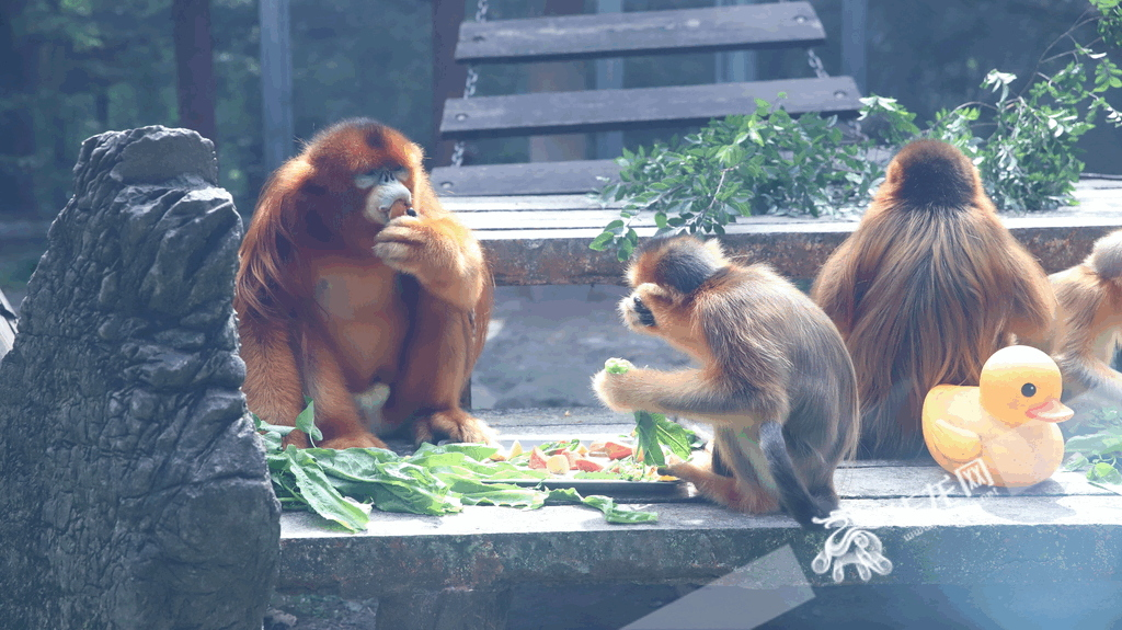 The golden monkeys were having a “cool meal”