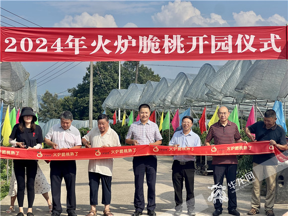 7月26日，火爐脆桃正式開園上市。華龍網(wǎng)記者 曹建 攝