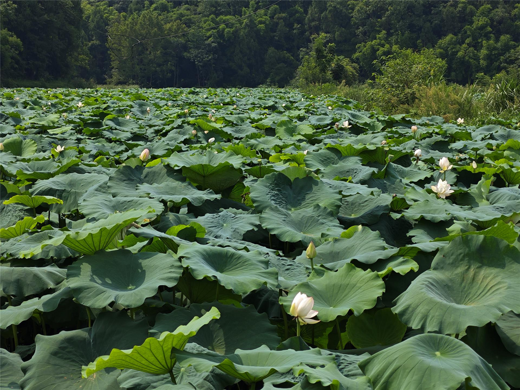 The lotus flowers entering their peak viewing period