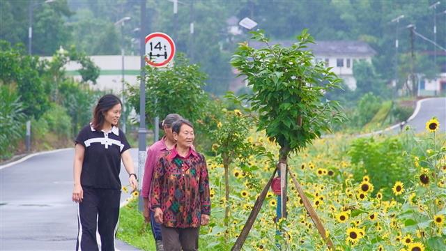 村民观赏盛开的向日葵花。记者 王俊杰 摄