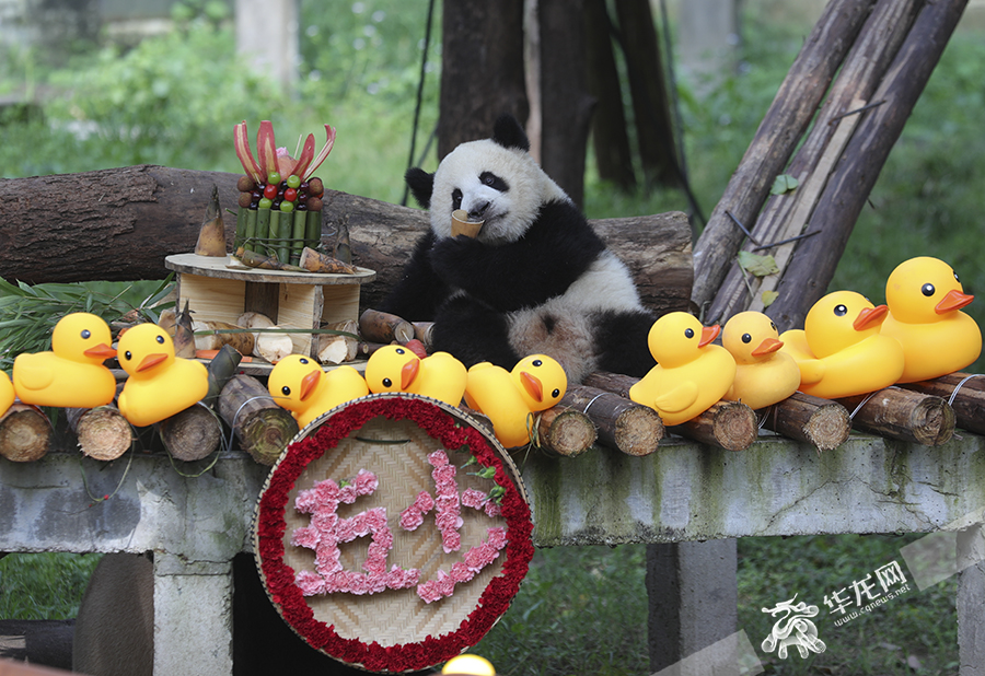 重庆动物园大熊猫莽灿灿吃“生日蛋糕”。华龙网首席记者 李文科 摄