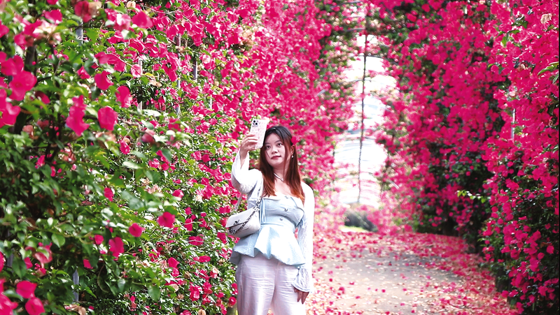 A tourist took selfies in the flower corridor. (Photographed by Zheng Miao)