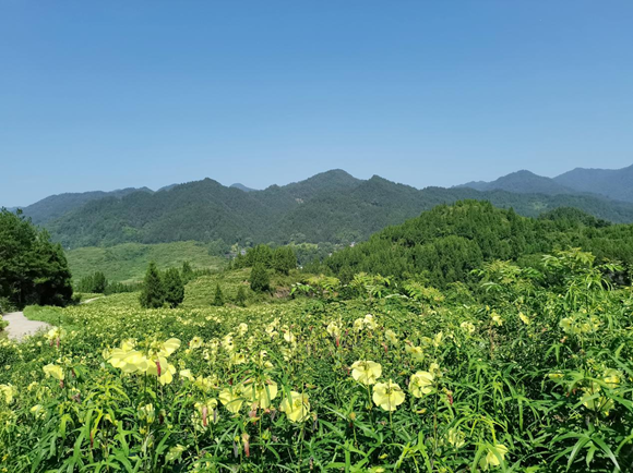 兰桥镇黄蜀葵基地。通讯员 付冲 摄