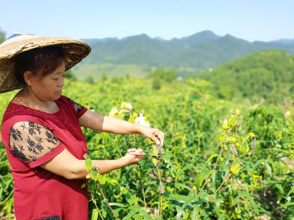 村民在采果。 通讯员  付冲 摄