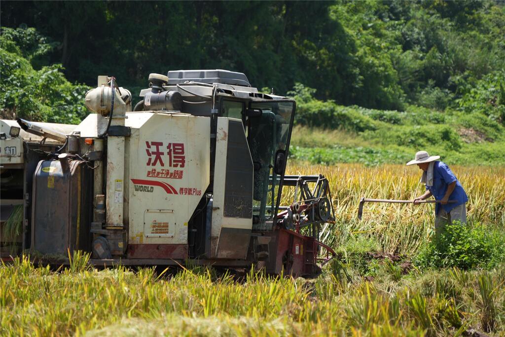 机械收割有效提高了收割效率。