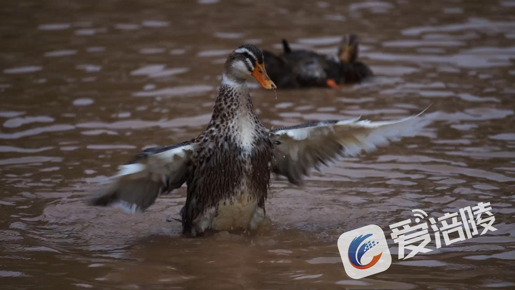 Ducks playfully swim in the water, enhancing the tranquil rural charm