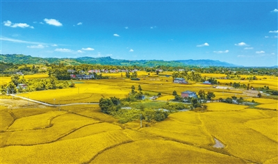 双桂街道盐河村，稻田一片金黄，一幅风光旖旎的田园画卷徐徐展开。记者 熊伟 摄