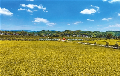 仁贤街道五一村，稻田泛黄，田野铺金，好一幅产业兴旺的景象。记者 熊伟 摄