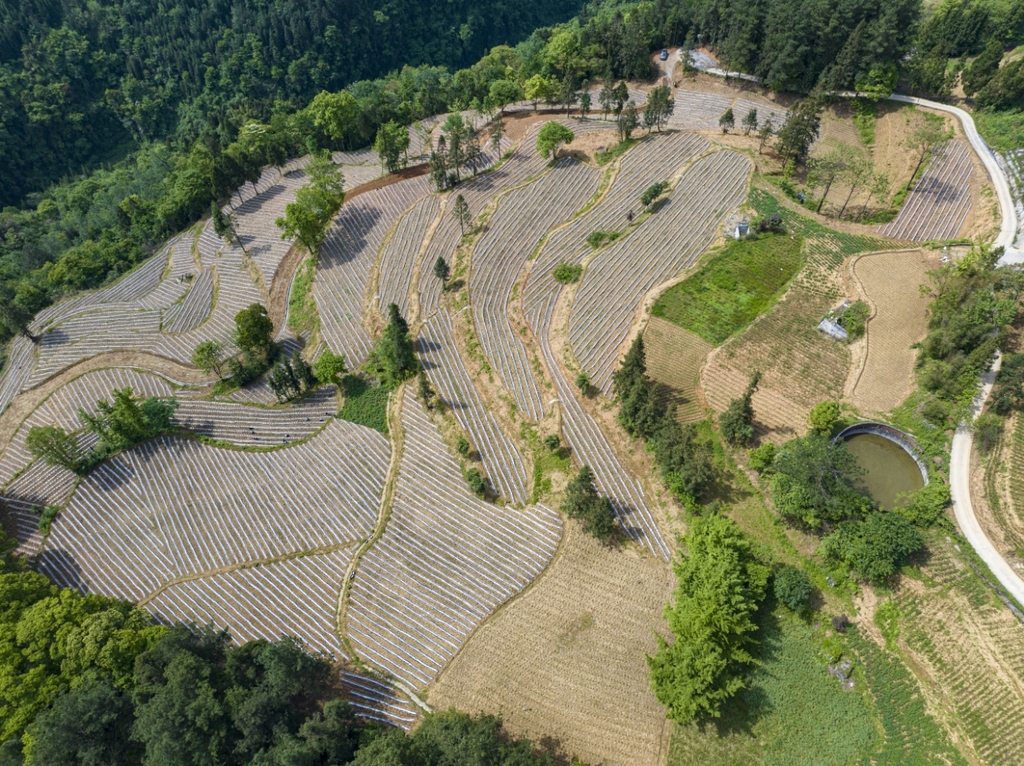 石柱县洗新乡土地整治项目现场。重庆市规划和自然资源局供图