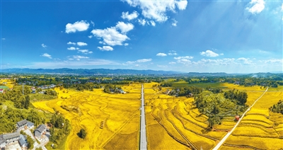 安胜镇龙印村，在蓝天白云的掩映下，披上金黄外衣的连片稻田，更显迷人。记者 熊伟 摄