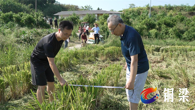 工作人员正在测量水稻株行距、株高等数据。铜梁区融媒体中心供图